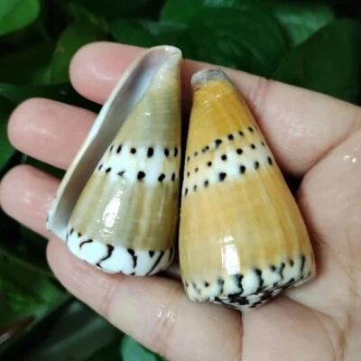 Large Conus Mustilinus Seashell Cone Ermine Straps Rare Real Beach 2-2.5" In - Image 1 of 4