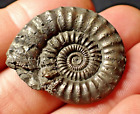 LARGE Crucilobiceras pyrite ammonite fossil (33 mm) Jurassic Coast Fossils UK