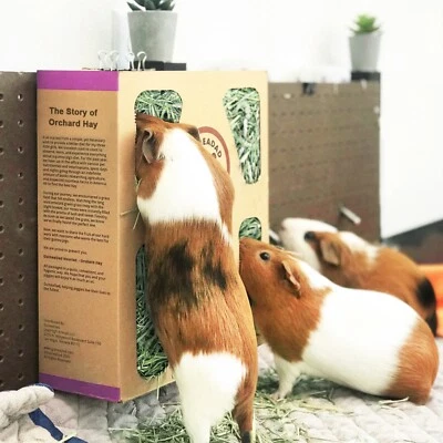 GuineaDad Hay Box (3 Pack) - Orchard & Timothy - Micro-Filtered Guinea Pig Hay
