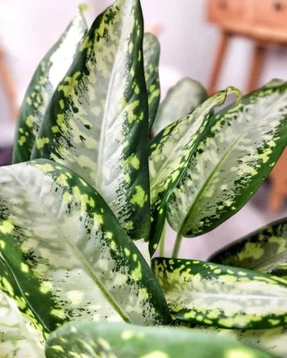 Dieffenbachia Panther | Planta de caña muda | Planta viva de interior y exterior en maceta de 4" Foto 1 de 3