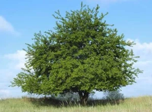 Mulberry Tree #43, White Mulberry Tree 18”, 2 Year Old - Picture 1 of 9