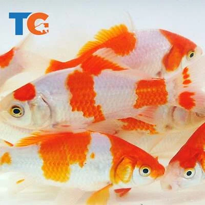 Sarasa Comet Goldfish For Sale – Buy Live Sarasa Comets Online |Toledo Goldfish - Image 1 of 4