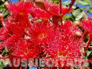 10 x RED EUCALYPTUS SEEDS-FLOWERING GUM-CORYMBIA FICIFOLI-NATIVE GARDEN FEATURE - Picture 1 of 7
