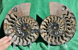 Large Dinosaur Split PAIR BLACK Ammonite XXL 212mm 110myo FOSSIL 8.5" a3829tt - Picture 1 of 10