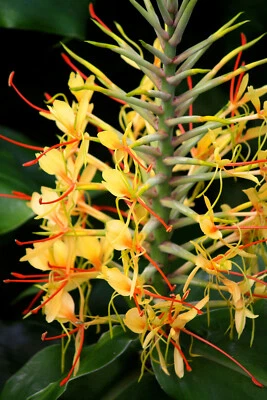 HAWAIIAN KAHILI YELLOW GINGER HEDYCHIUM GARDNERIANUM ROOTS & PLANTS - Image 1 of 4