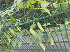 Bittermelone, Bitter Gurke, Momordica charantia, 5 Samen, Balkon + Freiland
