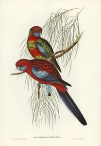 Pennant's Parakeet,  John Gould Vintage Botanical Bird Wall Art Print Poster - Picture 1 of 7