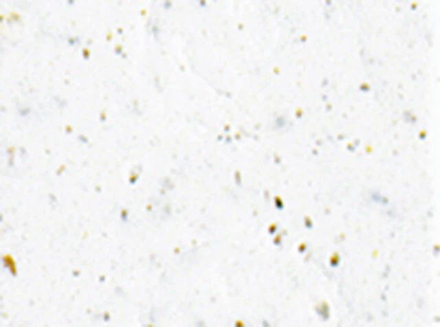 Cinelli GEL Cork Cycling Handlebar Grip Tape White