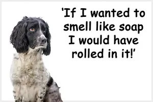 Springer Sprocker Spaniel Dog Funny Fridge Magnet Gift New Black and White - Picture 1 of 1