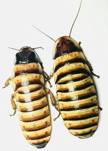 Halloween Hisser Adults & Nymphs - Elliptorhina Javanica - Dubia Alternative - Picture 1 of 1