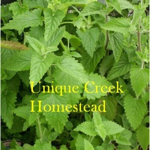 Semillas de hierbas CATNIP Nepeta cataria gato como nuevas únicas certificadas por Creek Homestead - Imagen 1 de 13