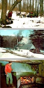 3~Postcards VT, Vermont MAPLE SUGARING Sap Buckets~Sugar Building~Fire/Boiling - Picture 1 of 7