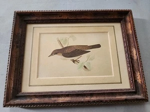 House Nine Design Studio Vintage print House Warbler art print framed - Picture 1 of 3