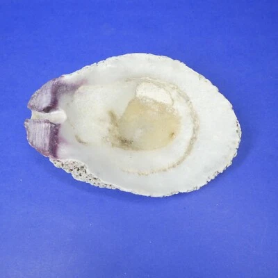 Purple Oyster Shell Seashell Large 6" Long 441g Natural Specimen - Image 1 of 4