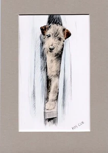 ~ Lakeland Terrier ~ Hand Coloured Print K F Barker Genuine Vintage 1936 - Picture 1 of 2