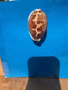 Cypraea mappa rosea  ~ aliwalensis from - Picture 1 of 5