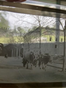 Ochsen Dia Europa Negativ Burgbild Hintergrund 20. Jahrhundert Antik Dia - Bild 1 von 4