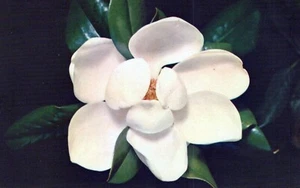 Magnolia State Flower Mississippi Postcard DS-806 Unposted - Picture 1 of 2