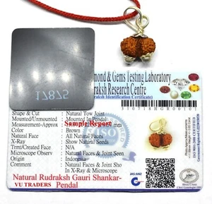 Gauri Shankar Rudraksha / Gouri Sankar Rudraksh Java Bead 14-16 MM Lab Certified - Picture 1 of 2