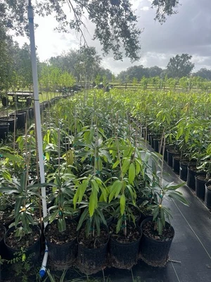 Árboles de Mango Injertado ( Carrie, Tommy) Maceta d 3 Galones de 2 a 3 Pie Alto - Image 1 of 4