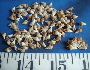 ~ Auger / Cerithium Shells ~ Vintage ~ 100 ~ Shellcraft ~ Sailor's Valentines ~ - Picture 1 of 1