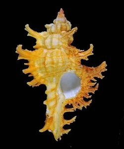 Muex Hicoreus Spectrum - enorme - Imagen 1 de 2