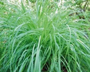 Cymbopogon flexuosus or Lemon Grass 10 seeds - Picture 1 of 1