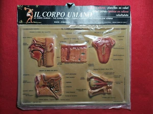 TAVOLE A RILIEVO IL CORPO UMANO RICO FIRENZE TAVOLA IV 4/4 ORGANI DEI SENSI - Imagen 1 de 2