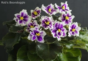 Rob's Boondoggle 2 hojas/2 hojas violeta africana violeta de Estados Unidos - Imagen 1 de 1