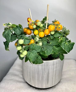 Pinocchio Orange Micro Dwarf Tomato, 15-25CM/6-10" Tall (solanum lyc.) - Picture 1 of 10