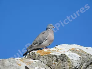 Bird Photo Picture In A4 Frame - Wood Pigeon - Picture 1 of 2