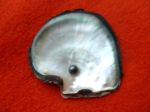 echte Tahiti Barock Perle Silbergrau in Original Austernschale  9mm gebohrt