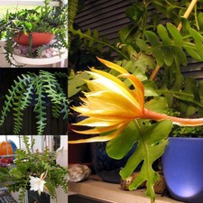 Epiphyllum Anguliger Succulent Spider Zig Zag Cactus Plant Hanging Rare New