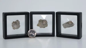 3 Blastoid Fossils on matrix Pentremites Mississippian era Illinois IL COA 6999 - Picture 1 of 10