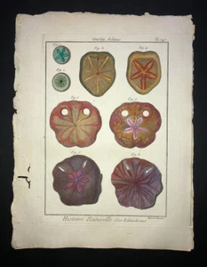 LAMARCK - URCHIN - PLATE 147 - FOLIO - ORIGINAL 18TH CENTURY HC ENGRAVING RARE - Picture 1 of 1