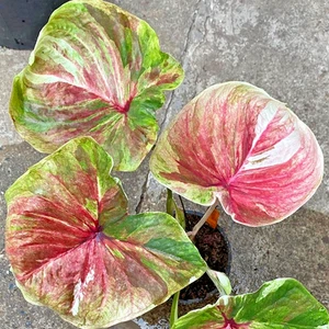 Caladium Phonmani 1 Bombilla Oreja de Elefante Corazón de Jesús Alas de Ángel Tailandia - Imagen 1 de 6