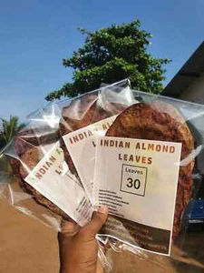 30Pcs Dried  Indian Almond Leaves Catappa Ketapang for Fish, Shrimp, Aquarium - Picture 1 of 2
