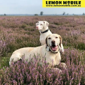 Pet Dog Cat Tracker SIM Cards BYO Tracking Device Data Plans Australia Wide 4G - Photo 1 sur 1