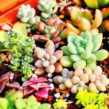400pcs Mixed Succulent Seeds Lithops Living Stones Plants Cactus Home Plant A9N5