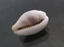 Cypraea Asellus 20.5 mm F+++ nice stripe dorsal pattern CALLOUS FORM, WOW!