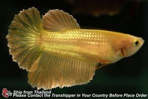 Live Betta Fish Golden Female Halfmoon #D081 From Thailand