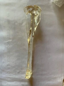 RS Canine Model Veterinary Anatomy Dog DISPLAY SHANK BONE - Picture 1 of 1