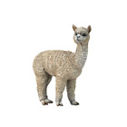 CollectA Breyer Animal Creations Farm Life Collection Miniature Figure Alpaca