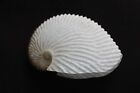 'Paper Argonaut' seashell (AA4)