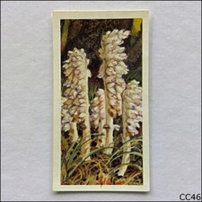 Brooke Bond Tea Card Wild Flowers Series 3 1964 #12 Toothwort (CC46)