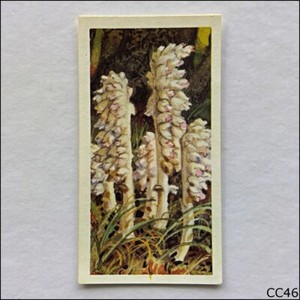 Brooke Bond Tea Card Wild Flowers Series 3 1964 #12 Toothwort (CC46)