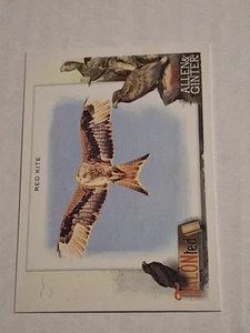 2023 RED KITE TOPPS ALLEN & GINTER TALONTED CARD #TT-14 - Bild 1 von 2