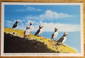 Papageientaucher auf der Insel Bonaventure Kanada Postkarte 30er Jahre ungelaufen - Bild 1 von 1