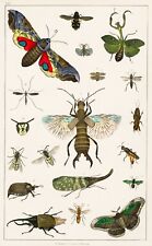 12971.Room Decor Poster.Home Wall art.1774 vintage animal illustration.Moth Wasp