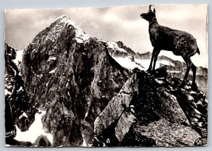 AK RPPC Frankreich Pyrenäeneidechse ist sanft und ängstlich 91 - Bild 1 von 2